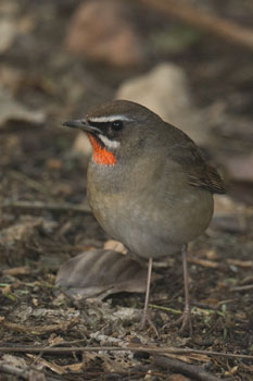 rubythroat